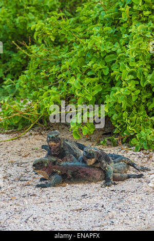 Marine Iguanas (Amblyrhynchus cristatus hassi), Hispanola Island, Galapagos, Ecuador Stock Photo