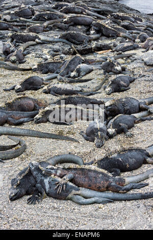 Marine Iguanas (Amblyrhynchus cristatus hassi), Punta Espinoza, Fernandina Island, Galapagos, Ecuador Stock Photo