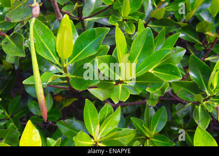 Red Mangrove (Rhizophora mangle), Genovesa Island, Galapagos, Ecuador Stock Photo