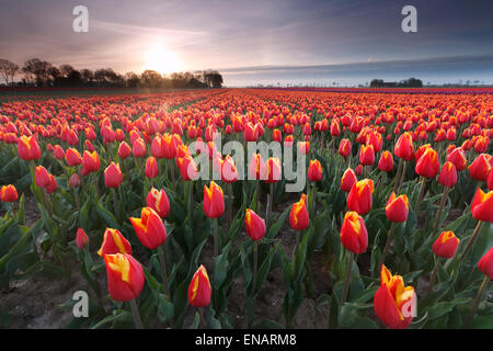 sunrise over red tulip field, Flevoland, Netherlands Stock Photo
