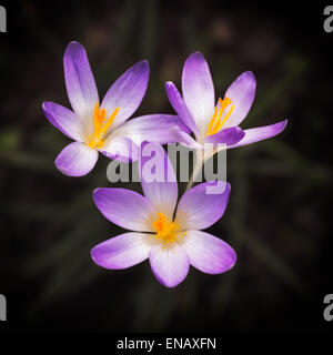 Blooming violet Crocus at springtime Stock Photo