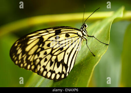 The paper kite, rice paper, or large tree nymph butterfly is known especially for its presence in butterfly greenhouses Stock Photo