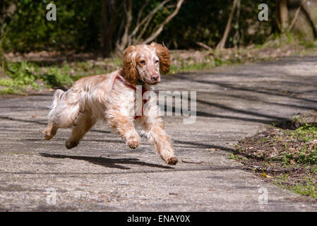 Working Cocker Spaniel, lemon roan, enjoying a forest walk Stock Photo