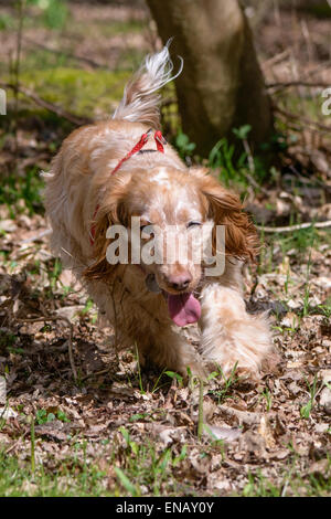 Working Cocker Spaniel, lemon roan, enjoying a forest walk Stock Photo