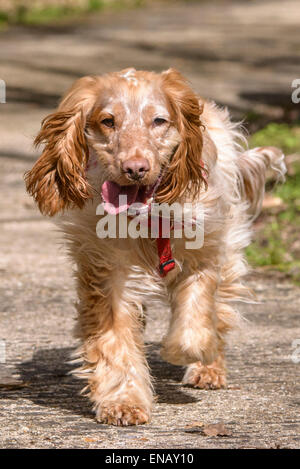 Working Cocker Spaniel, lemon roan, enjoying a forest walk Stock Photo