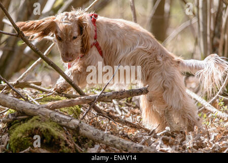 Working Cocker Spaniel, lemon roan, enjoying a forest walk Stock Photo