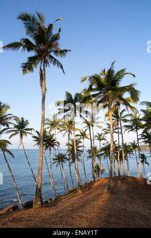 Tropical scenery of palm trees on a hillside by blue ocean, Mirissa, Sri Lanka, Asia Stock Photo