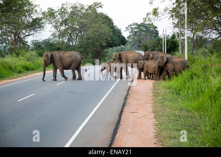 Wild elephants crossing a main road near Habarana, Anuradhapura District, Sri Lanka, Asia Stock Photo