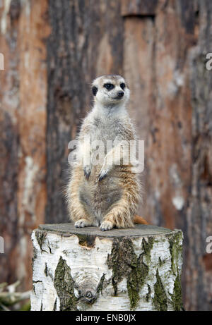Funny meerkat standing on stump Stock Photo