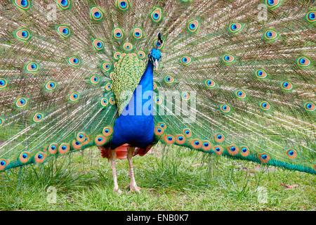 Peacock with feathers out , close-up Stock Photo