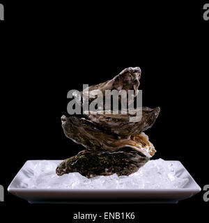 Four oyster shell on ice as balance stack, black isolated Stock Photo