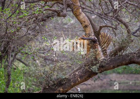 A Bengal Tiger around 13 months old climbing trees, at Ranthambhore Forest, india. [Panthera Tigris] Stock Photo