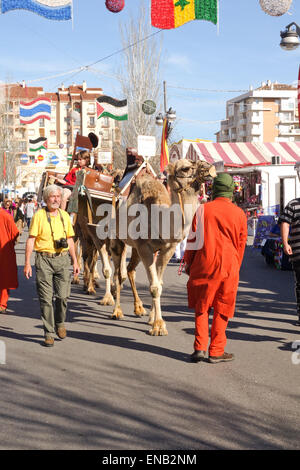 Dromedary, Arabian camel, Camelus dromedarius on international fair for rent for ride, Andalusia, Spain. Stock Photo