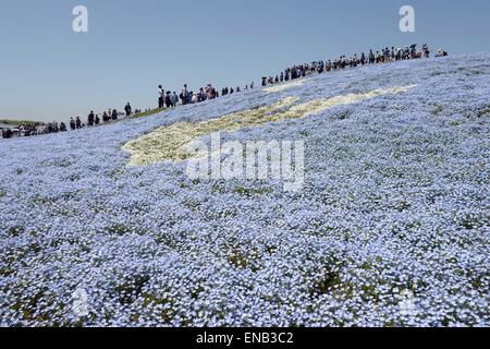 Ibaraki, Japan. 1st May, 2015. People walk on a hill covered with nemophila menziesii flowers, also known as baby blue eyes, in full bloom at Hitachi Seaside Park in Hitachinaka, Ibaraki Prefecture, Japan, May 1, 2015. Credit:  Ma Ping/Xinhua/Alamy Live News Stock Photo