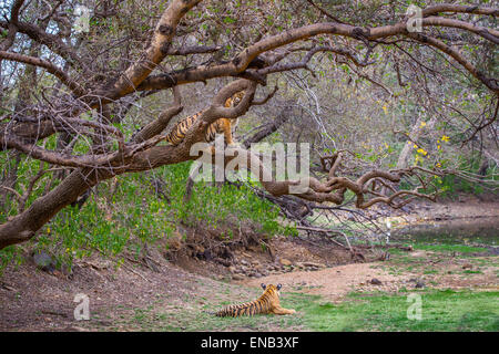 A Bengal Tiger siblings around 13 month old climbed on a tree and another tiger resting on the ground, Ranthambhore Forest . Stock Photo