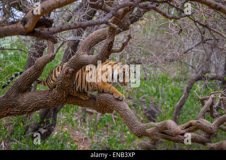 A Bengal Tiger around 13 months old climbed on a tree at Ranthambhore Forest, India. [Panthera Tigris] Stock Photo