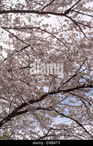 Cherry blossoms in full bloom in a city park, Tokyo, Japan Stock Photo