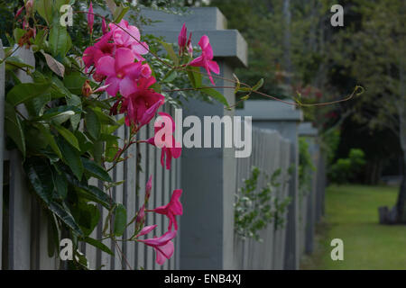 Purple allamanda flowers passing over a fence in a quiet neighborhood, Stock Photo