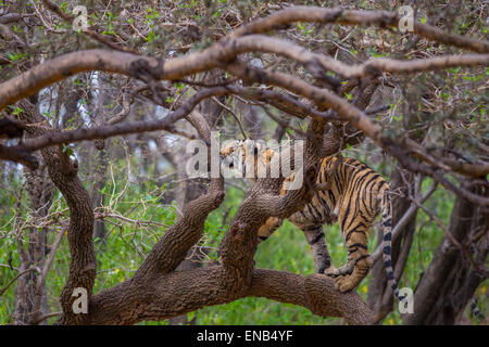 A Bengal Tiger around 13 months old climbed on a tree, at Ranthambhore Forest, India. [Panthera Tigris] Stock Photo