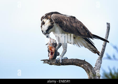 osprey, pandion haliaetus Stock Photo