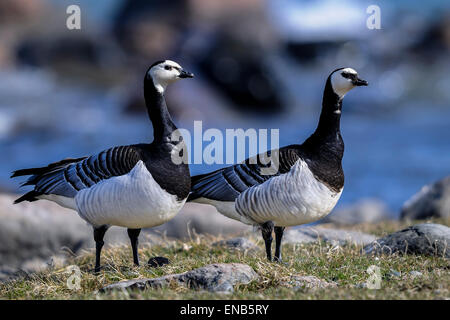 barnacle goose, branta leucopsis Stock Photo