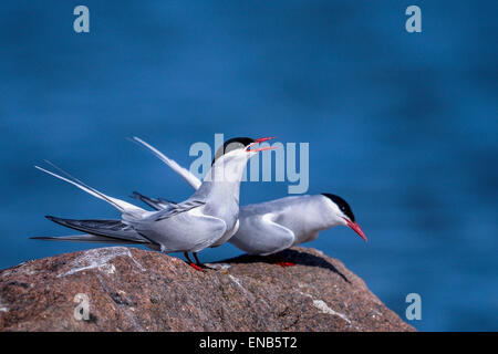 arctic tern, sterna paradisaea Stock Photo