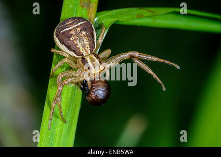 xysticus cristatus Stock Photo