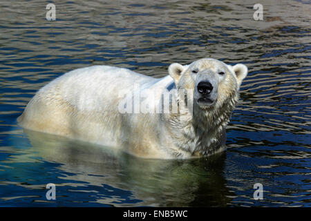 polar bear, ursus maritimus Stock Photo