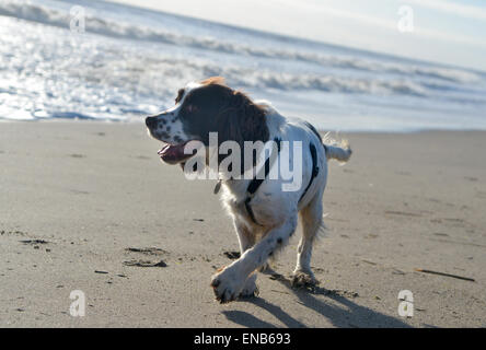 Happy English Springer Spaniel dog playing on the beach Stock Photo