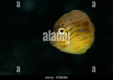 Yellow File Fish A juvenile yellow filefish with a black background Stock Photo - Alamy