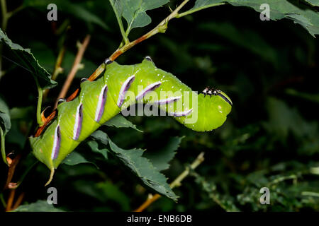 privet hawk moth Stock Photo