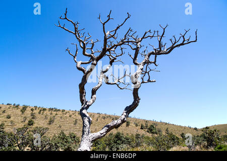Dramatic image dead Rhododendron arboreum tree branches blue sky, Horton Plains National Park, Central Province, Sri Lanka, Asia Stock Photo