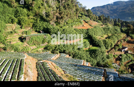 Terraces of vegetable crops near the town of Nuwara Eliya, Central Province, Sri Lanka, Asia Stock Photo