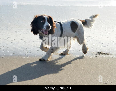 Happy English Springer Spaniel dog playing on the beach Stock Photo