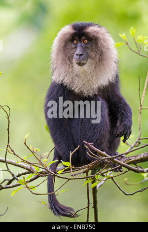 Endemic Lion tailed macaque or Macaca silenus at Valparai in Annamalai Hills Tamilnadu India Stock Photo