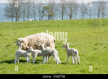 Ewe and four young lambs together on grassland near a lake. Stock Photo