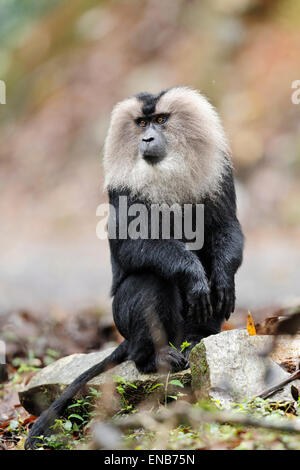 Endemic Lion tailed macaque or Macaca silenus at Valparai in Annamalai Hills Tamilnadu India Stock Photo