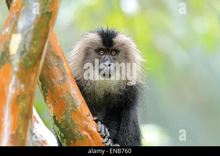 Endemic Lion tailed macaque or Macaca silenus at Valparai in Annamalai Hills Tamilnadu India Stock Photo