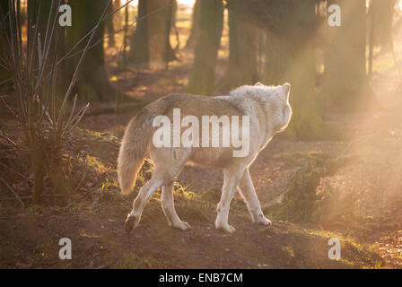 Stunning image of a wolf in an atmospheric environment Stock Photo