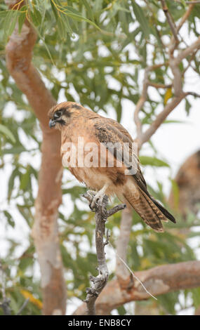 Brown Falcon (Falco berigora), Mornington Wilderness Camp, Kimberley Region, Western Australia Stock Photo