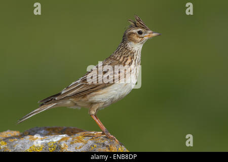 Adult Skylark, single, perched on colorful stone with raised crest, diffused green background - Cheshire, May Stock Photo