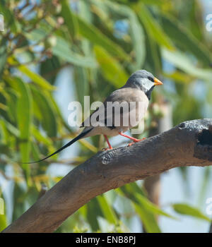 Long-tailed Finch (Poephila acuticauda), Mornington Wilderness Camp, Kimberley Region, Western Australia Stock Photo
