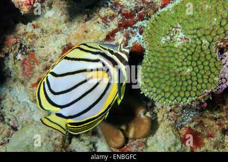 Meyer’s Butterflyfish (Chaetodon Meyeri), South Ari Atoll, Maldives Stock Photo