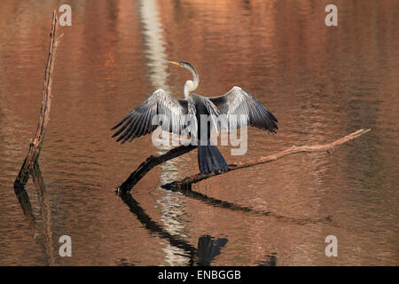 Oriental Darter (Anhinga Melanogaster, aka Indian Darter, Snakebird) Sitting on a Branch in a Lake, with Wings Held Open to Dry, Stock Photo