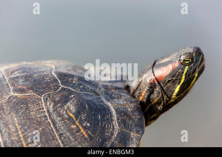 Red-eared slider, Trachemys Scripta elegans basking Stock Photo