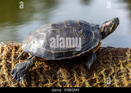 Red-eared slider, Trachemys scripta elegans, basking Stock Photo