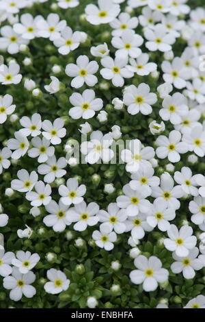 Androsace cylindrica x hirtella flowers Stock Photo