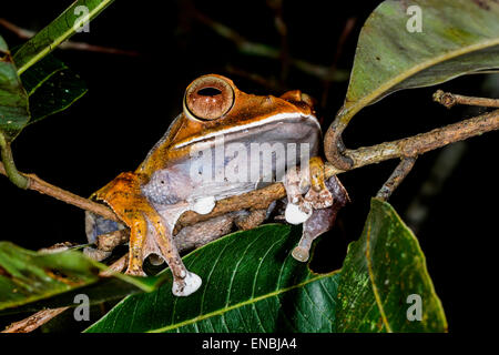 boophis madagascariensis, andasibe, madagascar