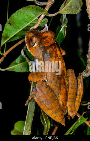 boophis madagascariensis, andasibe, madagascar