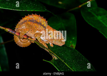 short-horned chameleon, andasibe, madagascar Stock Photo